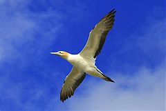 Australasian Gannet